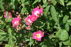 Britannia rose photo