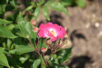 Britannia rose photo