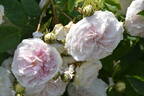 Félicité Parmentier rose photo