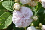 Félicité Parmentier rose photo