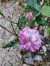 Fizzy Lady rose photo