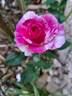 Fizzy Lady rose photo