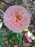 Roses en Baie rose photo