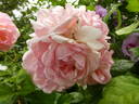 Astrid Lindgren rose photo