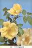 Frühlingsgold rose photo