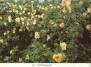 Frühlingsgold rose photo