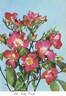 Gay Vista rose photo