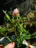 Rose d'Orsay rose photo