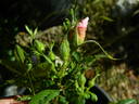 Rose d'Orsay rose photo