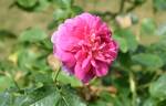 Princess Anne rose photo