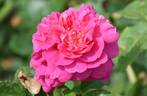 Princess Anne rose photo
