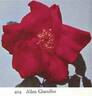 Allen Chandler rose photo