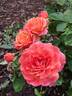 Easy Does It rose photo