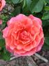 Easy Does It rose photo
