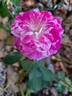 Fizzy Lady rose photo