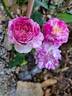 Fizzy Lady rose photo