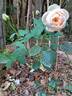 Belle Romantica rose photo