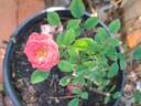 Romantic Date rose photo