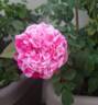 Emilia Castelli rose photo