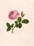 <I>Rosa centifolia</I> L. rose photo