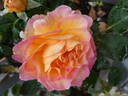 Gorgeous™ rose photo