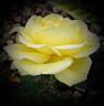 Eternal Flame rose photo