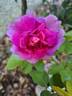 Princess Anne rose photo