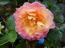 Gorgeous™ rose photo