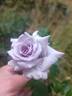 Chateau Myrtille rose photo