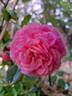 Roses en Baie rose photo