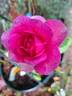 Heidi Klum rose photo