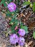 Fizzy Lady rose photo