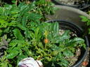 Rose d'Orsay rose photo