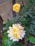 Off-Load rose photo