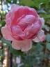 Brother Cadfael rose photo