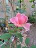 Brother Cadfael rose photo