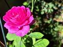 Heidi Klum rose photo