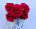 Fisherman's Friend® rose photo