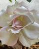 Shalimar rose photo