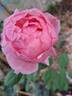 Brother Cadfael rose photo