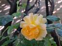 Off-Load rose photo