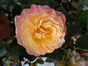 Gorgeous™ rose photo