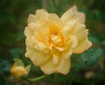 Mountbatten rose photo