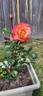 Jazz Festival rose photo