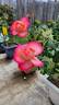 Jazz Festival rose photo