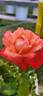 Jazz Festival rose photo
