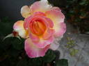 Gorgeous™ rose photo
