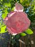 Brother Cadfael rose photo