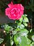Rose Clos Vougeot rose photo