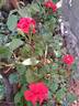 La Sevillana ® rose photo